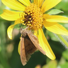 Aguna asander asander