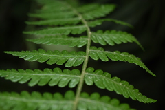 Deparia boryana