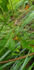 Theronia