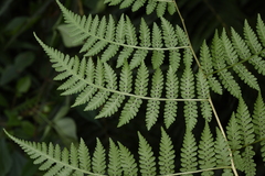 Deparia boryana
