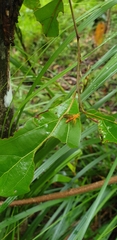 Theronia