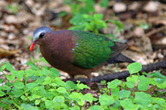 Chalcophaps indica natalis