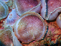Amplexidiscus fenestrafer