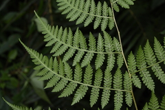 Deparia boryana