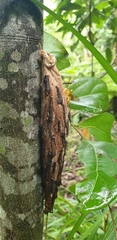 Theronia