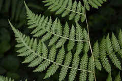 Deparia boryana
