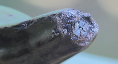 Colletotrichum musae