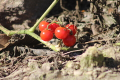 Solanum lycopersicum cerasiforme