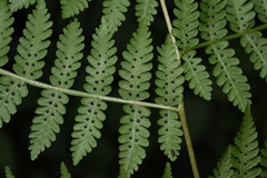 Deparia boryana