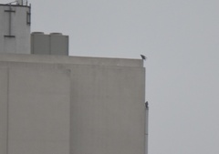 Falco peregrinus