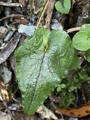 Corybas acuminatus