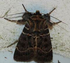 Proteuxoa sanguinipuncta