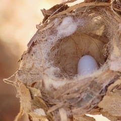 Cynanthus latirostris