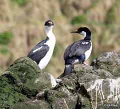 Leucocarbo purpurascens