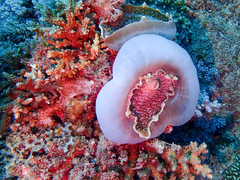 Amplexidiscus fenestrafer