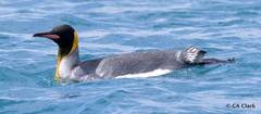 Aptenodytes patagonicus