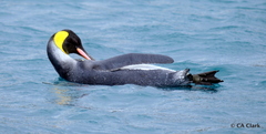 Aptenodytes patagonicus