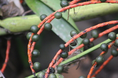 Chamaedorea tepejilote