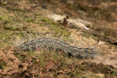 Chrysaeglia magnifica