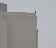 Falco peregrinus
