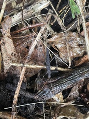 Pseudophasma unicolor