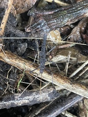 Pseudophasma unicolor