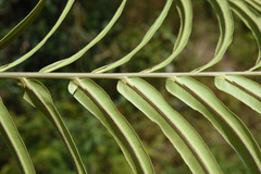 Blechnum orientale