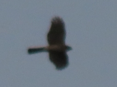 Accipiter cooperii