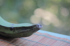 Colletotrichum musae