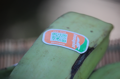 Colletotrichum musae