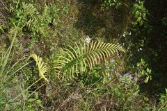 Blechnum orientale