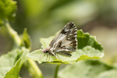 Heliopetes omrina