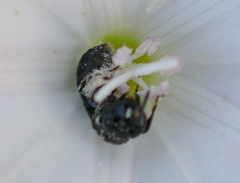 Ceratina cucurbitina