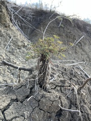 Desmanthus leptolobus