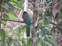 Trogon collaris