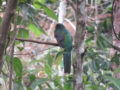 Trogon collaris