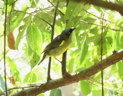 Dacnis lineata