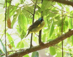 Dacnis lineata