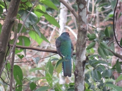 Trogon collaris