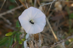 Ceratina cucurbitina