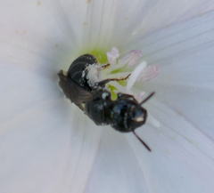 Ceratina cucurbitina