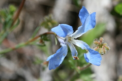 Lechenaultia biloba