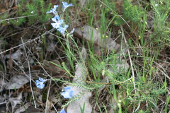 Lechenaultia biloba