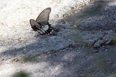 Papilio memnon heronus