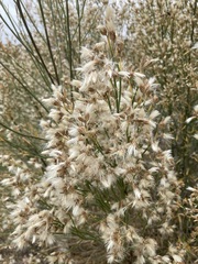 Baccharis salicina