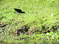 Jacana jacana