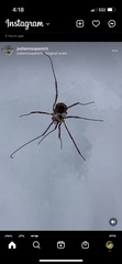 Phalangioidea
