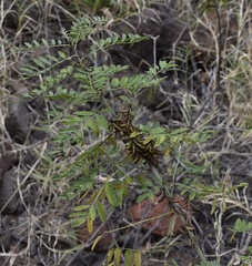 Indigofera suffruticosa