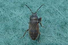 Rhyparochromidae