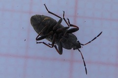 Rhyparochromidae